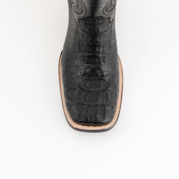 Hornback Caiman Dakota