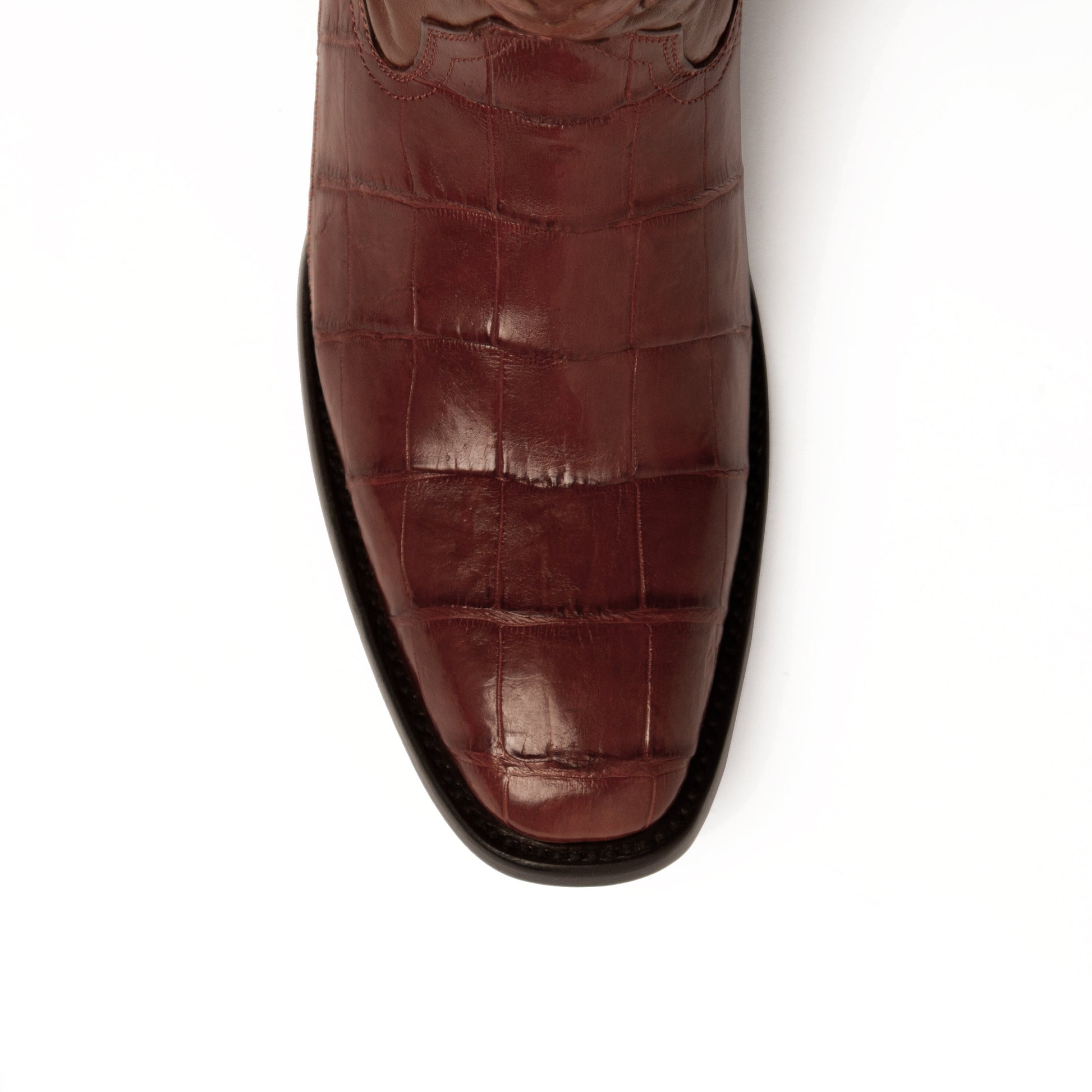 Stallion - American Alligator