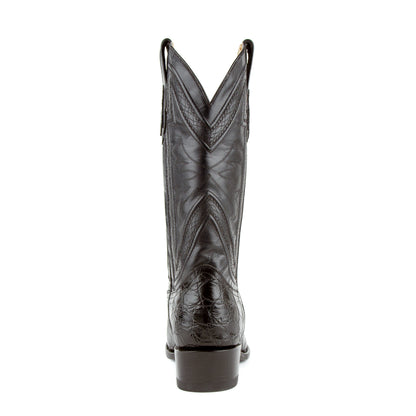 Stallion - American Alligator