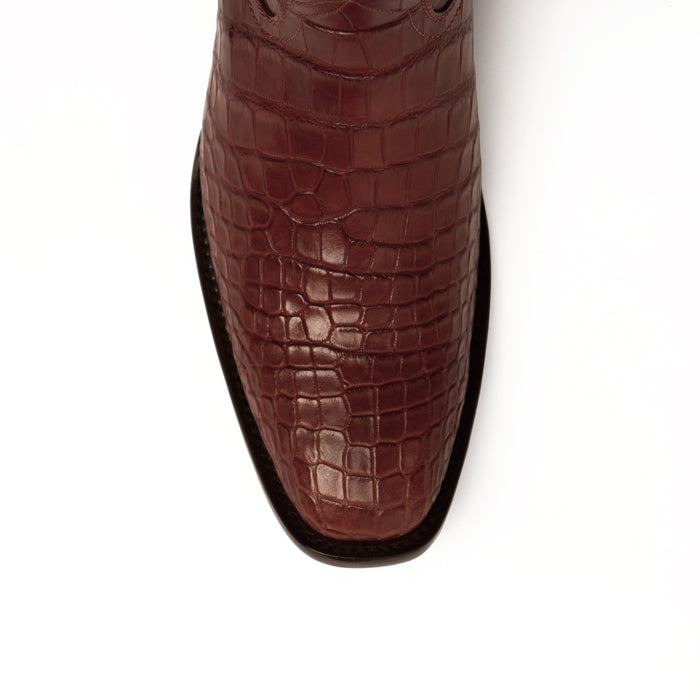 Stallion - American Alligator